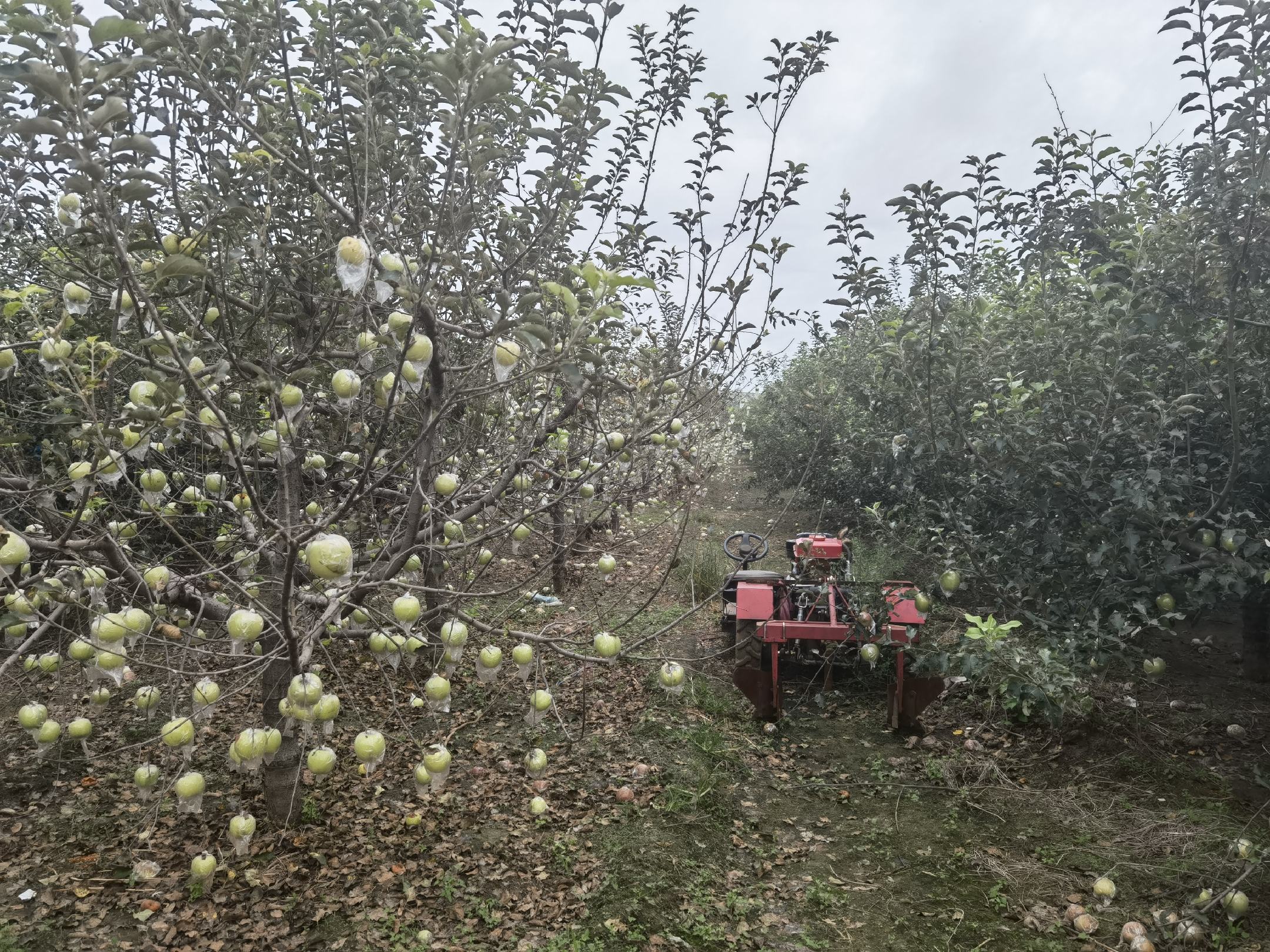 丰收季节果农在果园采摘红星苹果场景