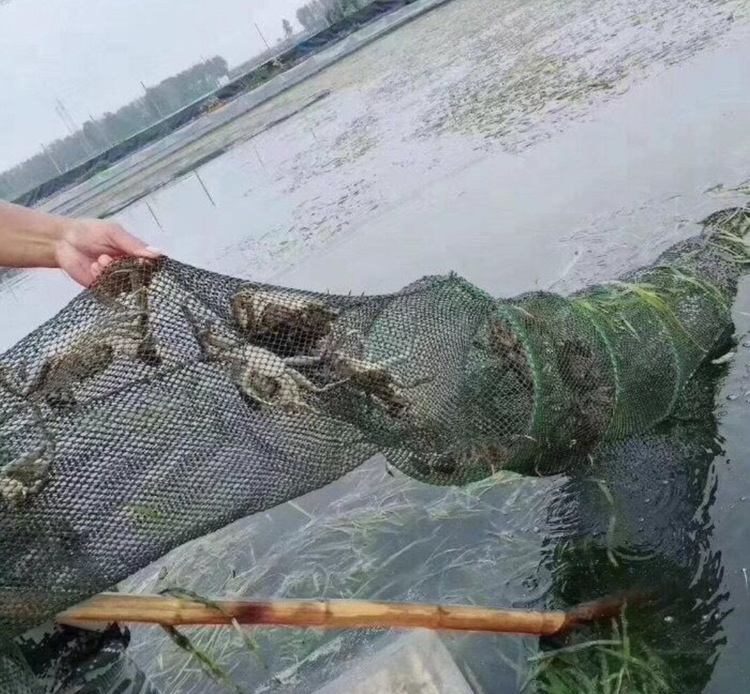 欧洲环保人员在河流中捕捉大闸蟹,背景为被其破坏的河岸结构 大闸蟹在欧洲河流中被捕捉