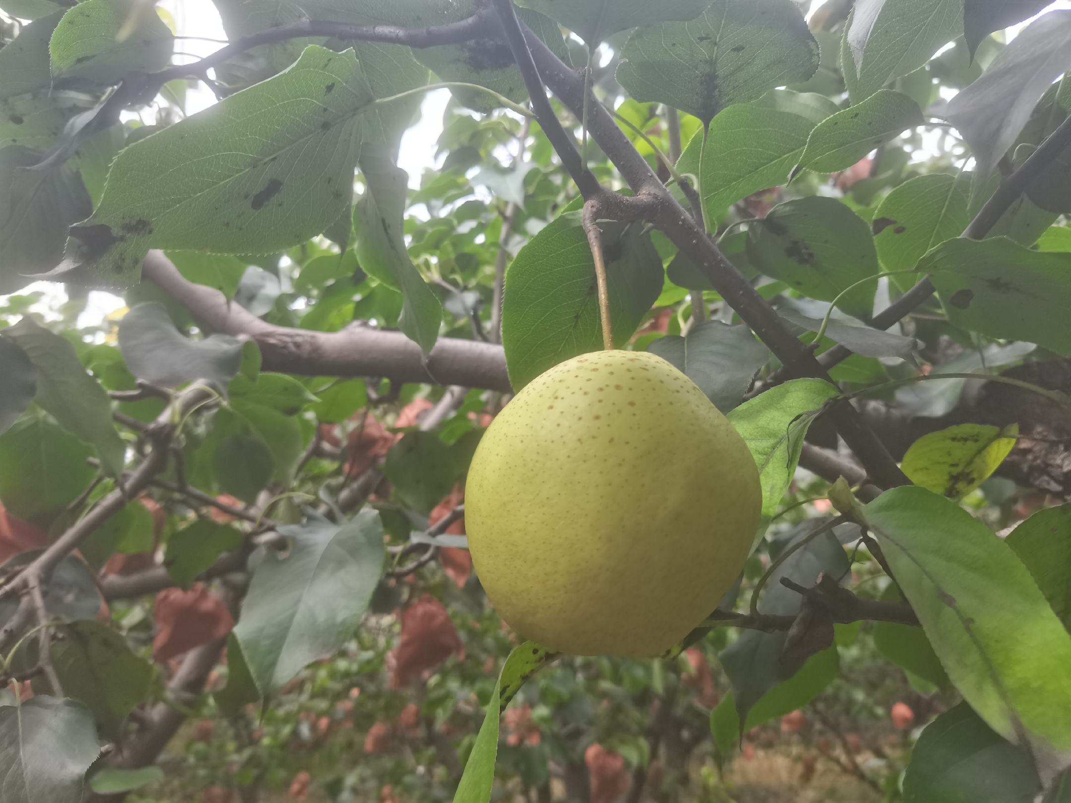 雪花梨与雪花同框意境图