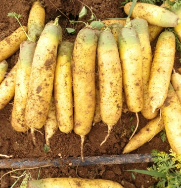 [黄胡萝卜批发]内蒙沙土地黄萝卜价格0.55元/斤 - 一亩田