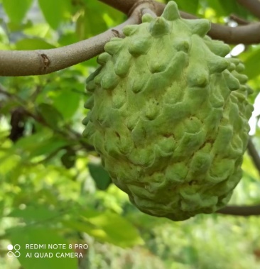 [释迦批发]台湾释迦 ap释迦价格10.00元/斤 - 一亩田