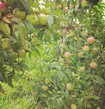 甘肃省张掖市临泽县平川镇三二村李广桃种植采摘园