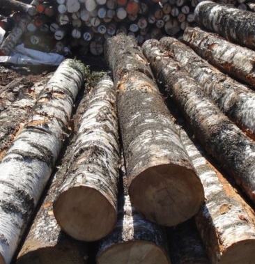 广西西林桦木原木原木长期供应大木头可做各种规格