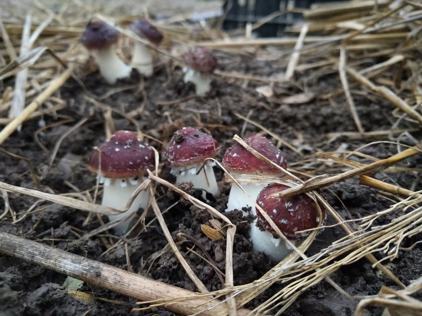 春季松茸林地管理