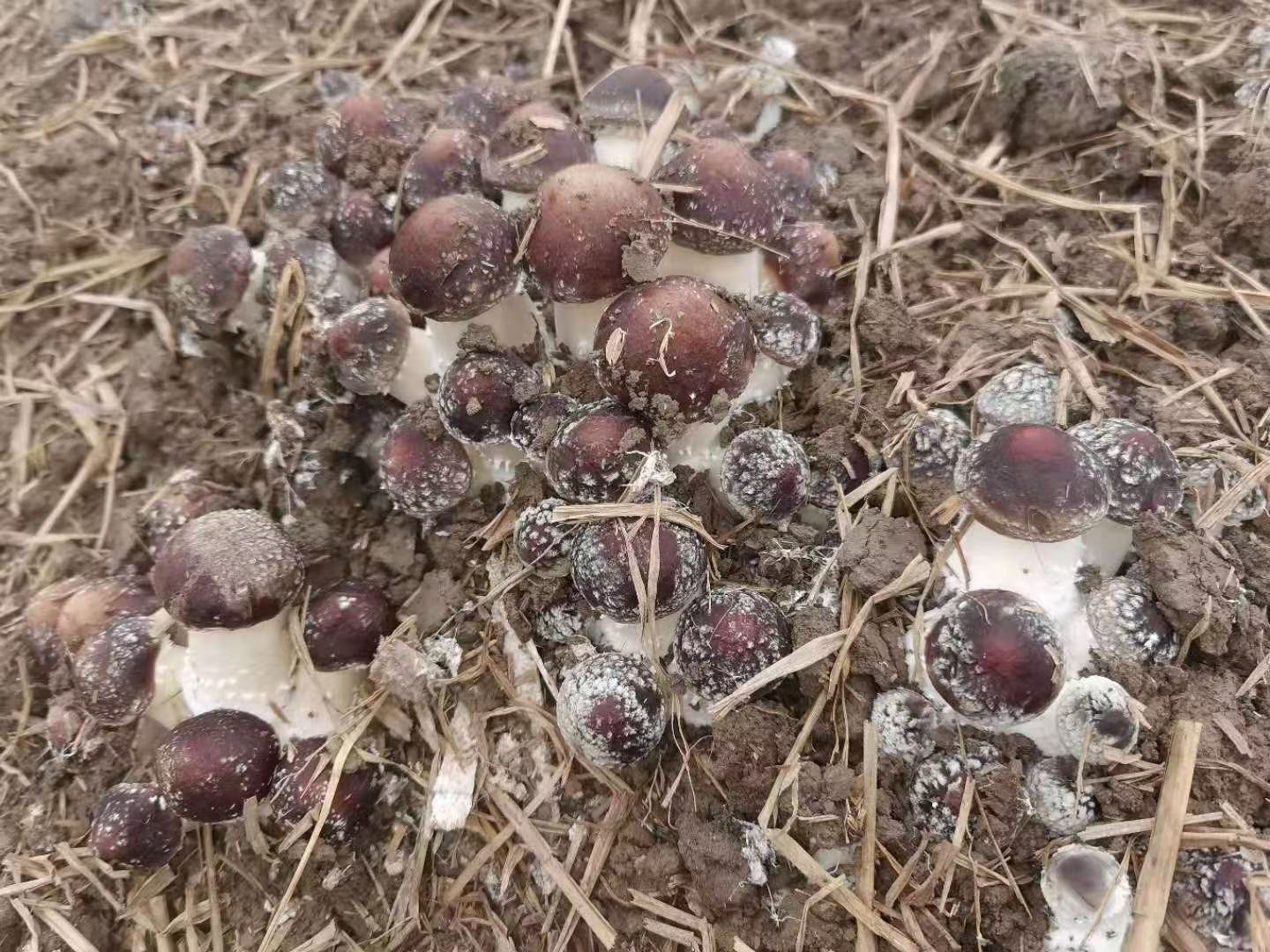 图示左侧为姬松茸(Agaricus blazei)的典型子实体结构:浅褐色至栗褐色菌盖、白色菌褶、具明显菌环和鳞片状菌柄;右侧为皱环球盖菇(Stropharia rugosoannulata):深紫褐色宽大菌盖、灰紫色菌褶、菌柄基部膨大且无菌环,表面覆有黏液层;背景标注科属分类路径,清晰展示Agaricaceae与Strophariaceae的分化关系 姬松茸与球盖菇分类学对比示意图
