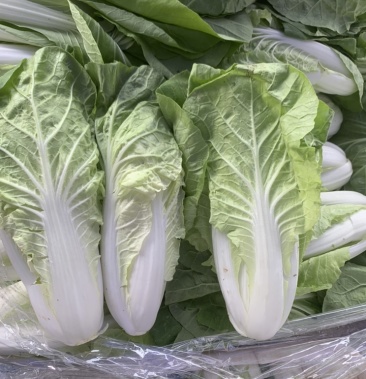 精品毛白菜万亩大棚产地直销常年有货