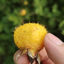野生刺梨