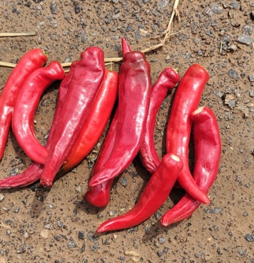 [红椒批发]千斤红辣椒价格1.40元/斤 - 一亩田