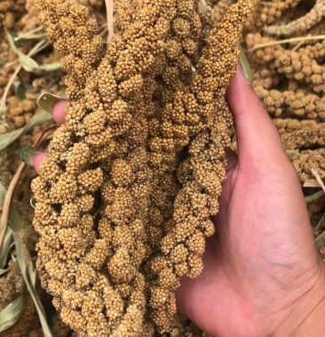 [辉渠小米批发]正宗辉渠小米价格7.00元/斤 - 一亩田