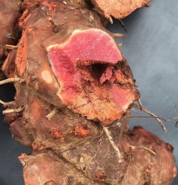 [土茯苓批发]土茯苓红苓价格4.00元/斤 - 一亩田