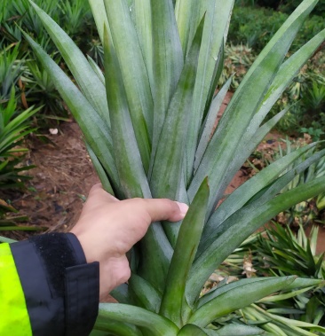 台湾凤梨苗品种多价格便宜联系我100株也可以发快递