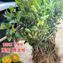 海南青金桔小青桔苗盆栽地栽果树苗泡茶柠檬树苗蜜桔树苗当年