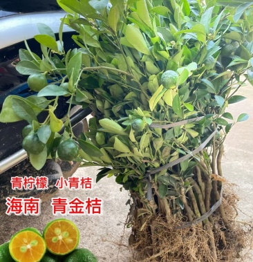 [柠檬苗批发]海南青金桔小青桔苗盆栽地栽果树苗泡茶柠檬树苗蜜桔树苗