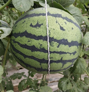 [京欣西瓜批发]吊瓜价格0.50元/斤 - 一亩田