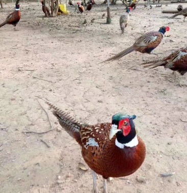 七彩散养野山鸡白条公鸡环颈椎