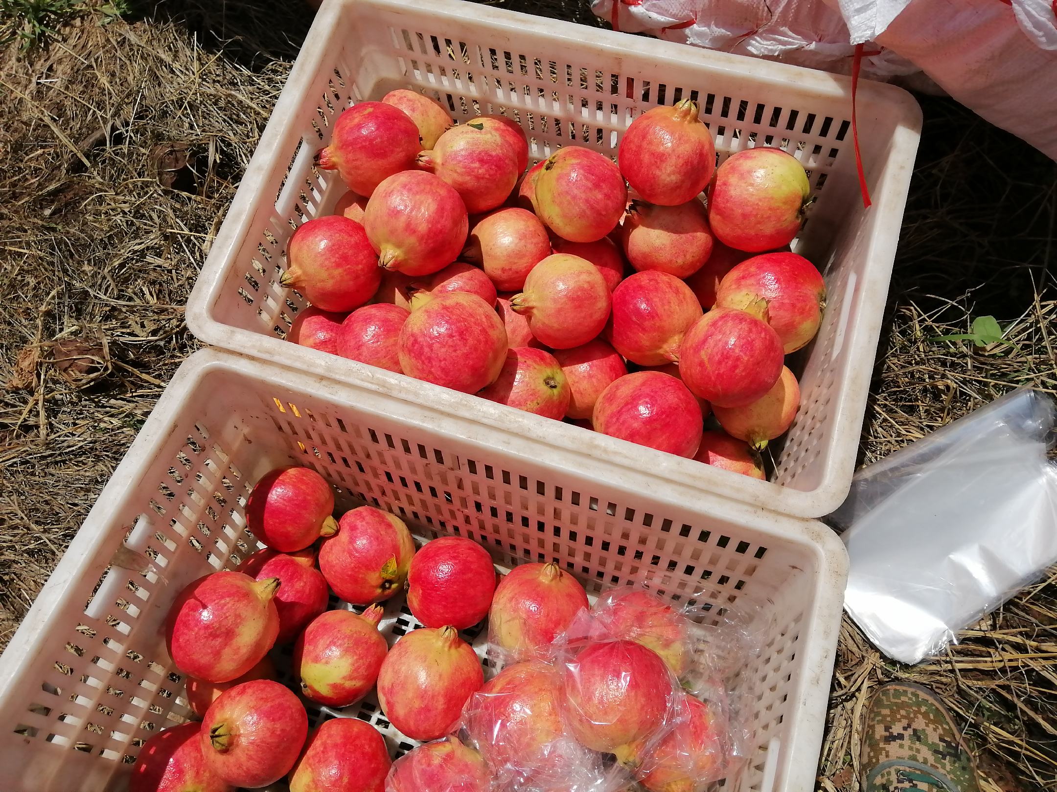 农户采摘石榴场景