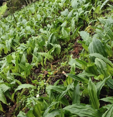 [批发]毛慈菇种苗价格300.00元/公斤 - 一亩田