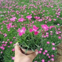 欧石竹盆栽花耐寒耐旱花期长适合庭院花园绿化开花草坪