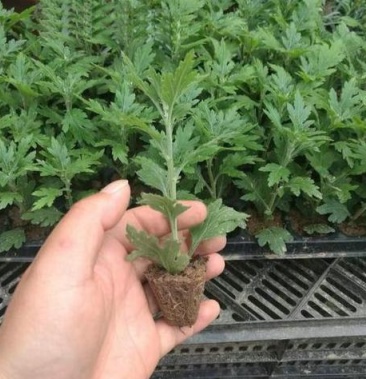 大菊花苗多年生可食用金丝皇菊杭州白菊千头乒乓荷兰