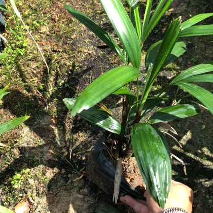 贵州黔南细叶棕竹产地货源批发价格行情