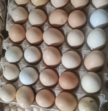 [鸡蛋批发]21天毛蛋 新鲜价格40.00元/件 - 一亩田