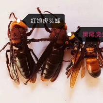 红娘虎头蜂