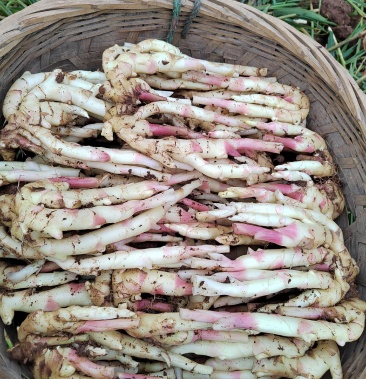 [生姜批发]犍为县生姜价格2.80元/斤 - 一亩田