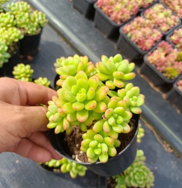 [多肉植物批发]香格里拉28装 实拍发货标准参照如图更新于9.2价格5.