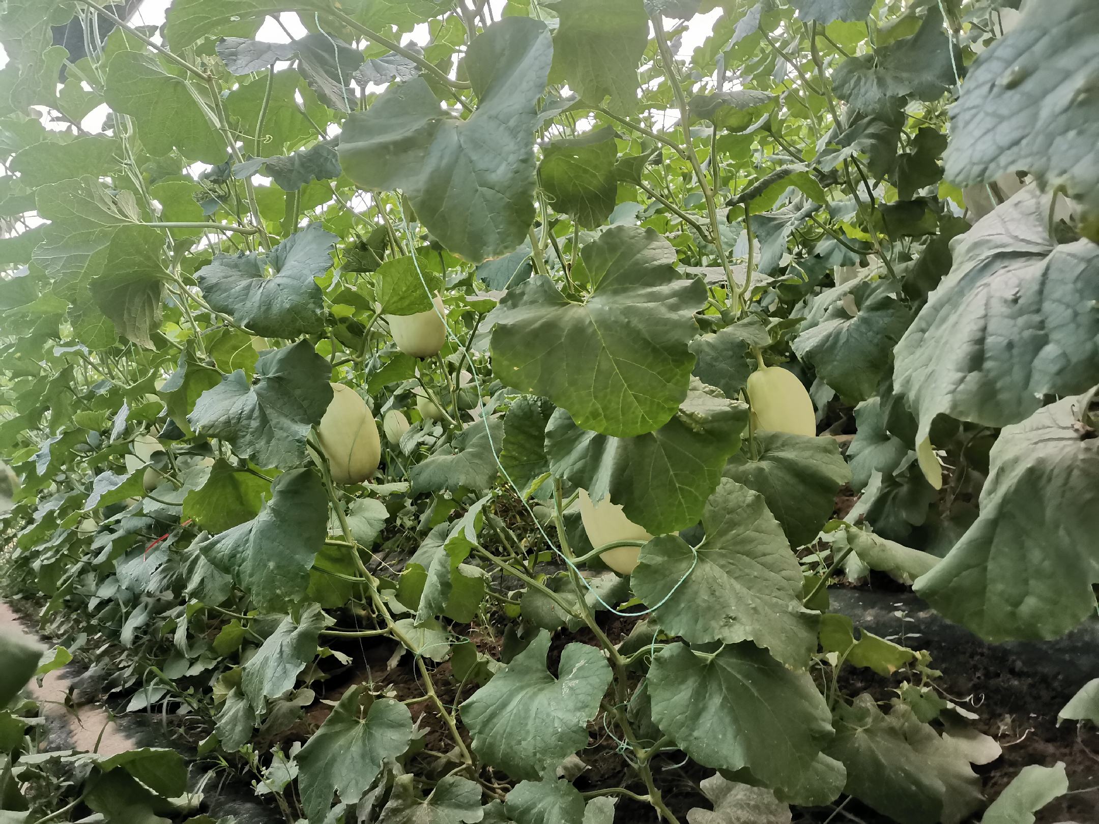 一片阳光充足的甜瓜种植基地中,翠绿的藤蔓上挂着多个尚未完全成熟的翠梨甜瓜,叶片肥厚,果实呈椭圆形略带梨状,表面光滑带有细微网纹,藤蔓缠绕在支架上,土壤湿润,背景为现代化大棚结构 翠梨甜瓜植株特写