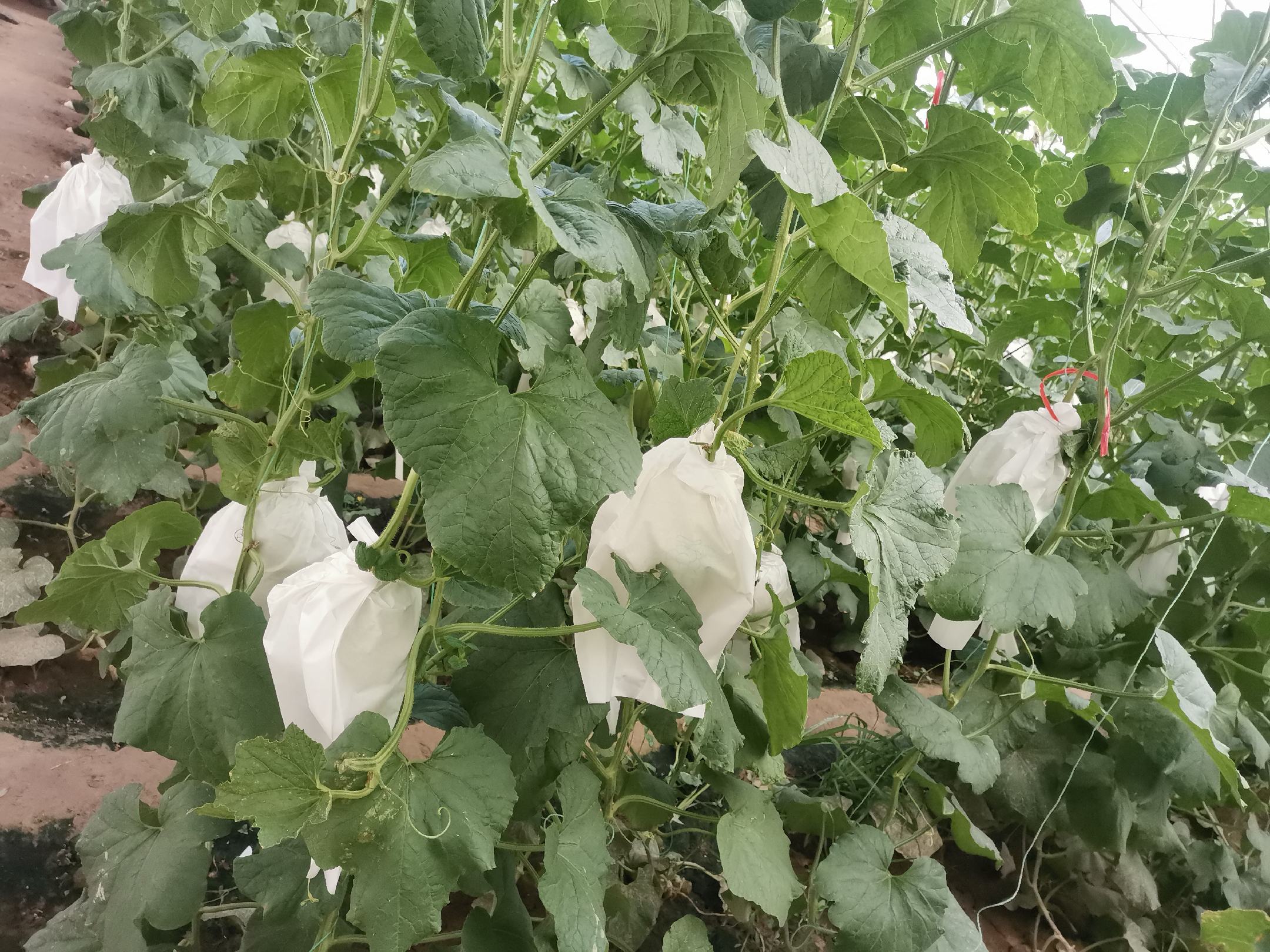翠梨甜瓜种植在华北地区,植株茂盛,果实挂满藤蔓 翠梨甜瓜种植地实景图
