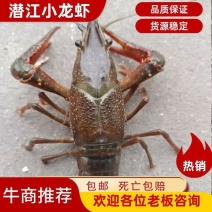 潜江小龙虾，清水小龙虾肉质Q弹，50斤起批欢迎老板下单