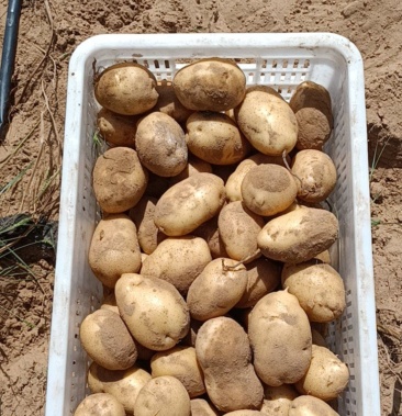 [226土豆批发]226价格0.68元/斤 - 一亩田