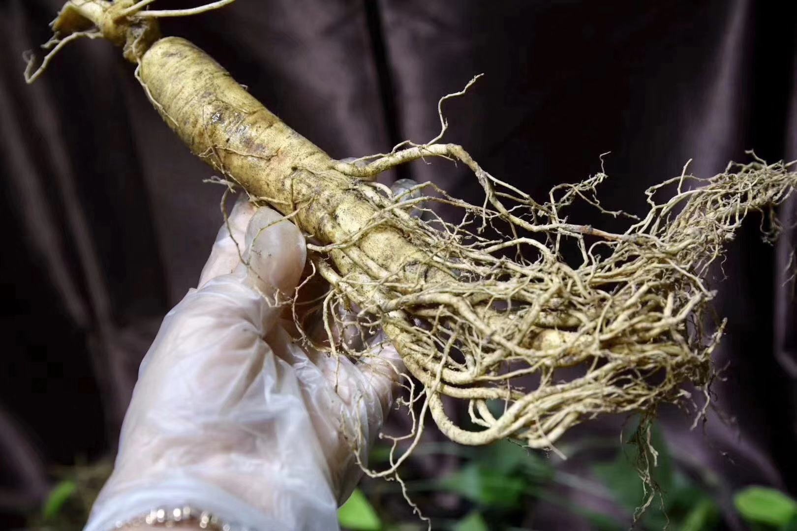 一只手握持一把锋利的不锈钢厨刀,正在将一根洗净的鲜人参切成均匀的薄片,切面平整呈乳白色,旁边摆放着已完成的几片人参,背景为干净的白色料理台 鲜人参切片过程示意图