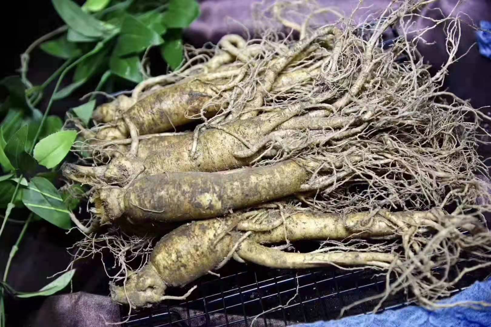 新鲜刚挖出的人参特写