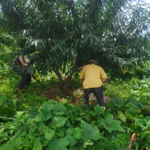 精品桃树各种规格（地径12-30公分）苗圃直供