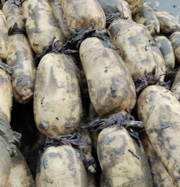 湖北汉川莲藕需要联系.