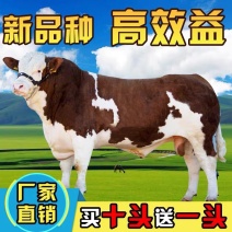 （精选）西门塔尔牛犊肉牛犊牛仔断奶牛犊牛苗包健康