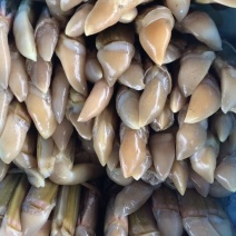 江苏连云港刀把蛏蛏子海蛏子批发