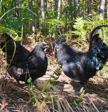 [乌鸡批发]散养乌骨鸡价格30.00元/斤 - 一亩田