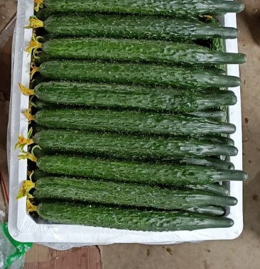 [中农106黄瓜批发]精品水黄瓜价格1.50元/斤 - 一亩田