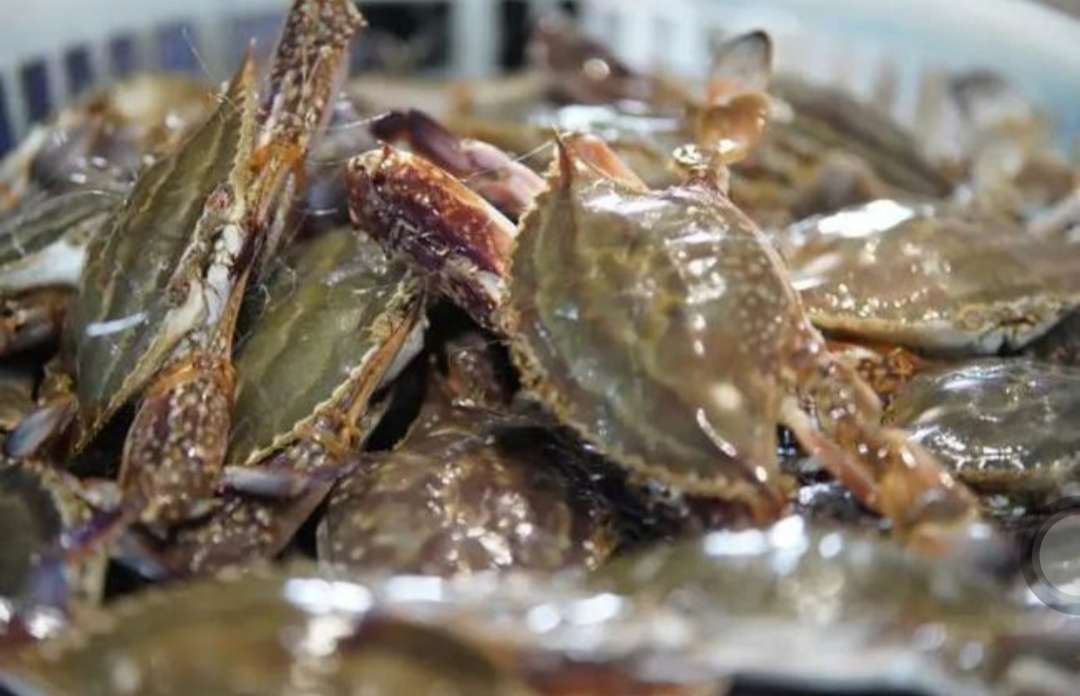 柱状对比图展示深海梭子蟹与近海梭子蟹在蛋白质、EPA+DHA总量、锌含量、牛磺酸四项核心营养指标上的差异,深海组各项数据明显更高,图表配有单位标注和数据来源说明 深海梭子蟹营养成分对比图