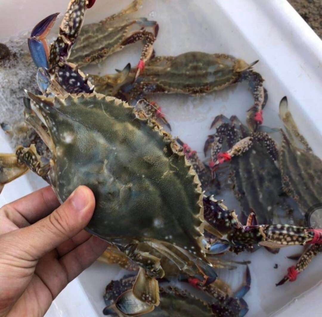 养殖池中工作人员正在投喂远海梭子蟹,展示人工养殖环境 远海梭子蟹养殖池中的投喂场景