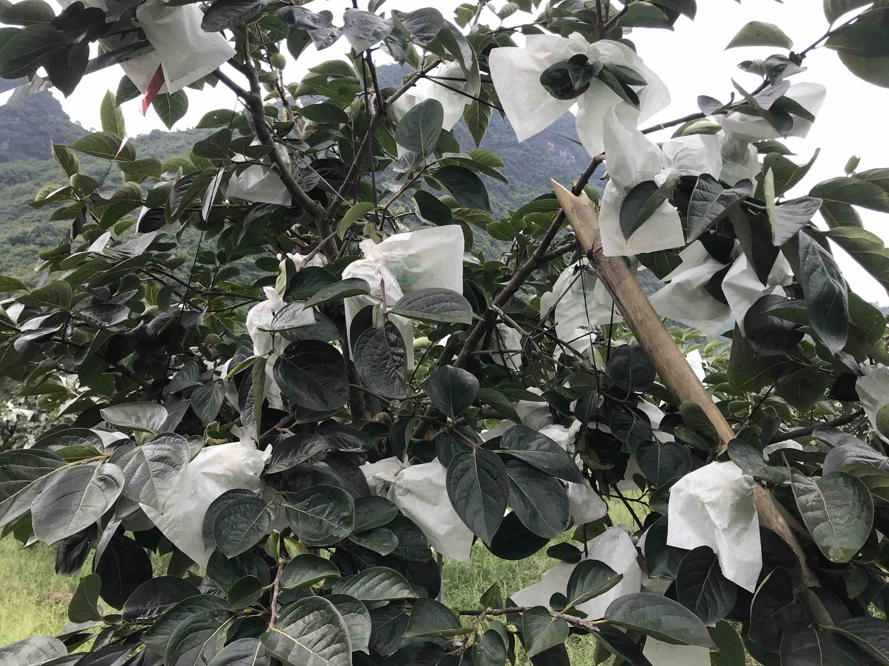 柿子树冬季防寒处理