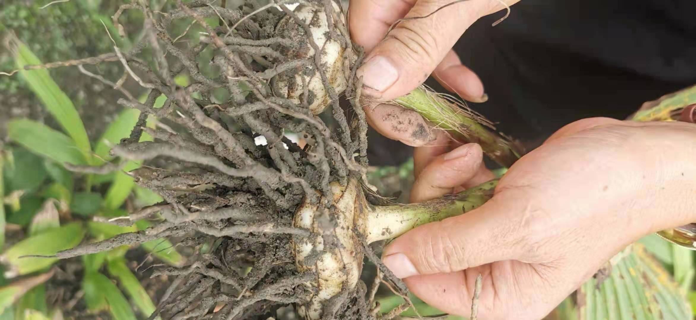 展示新鲜与干燥后的白芷药材,根部形态清晰可见 白芷药材展示图