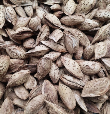 正宗新疆莎车县土地巴旦木