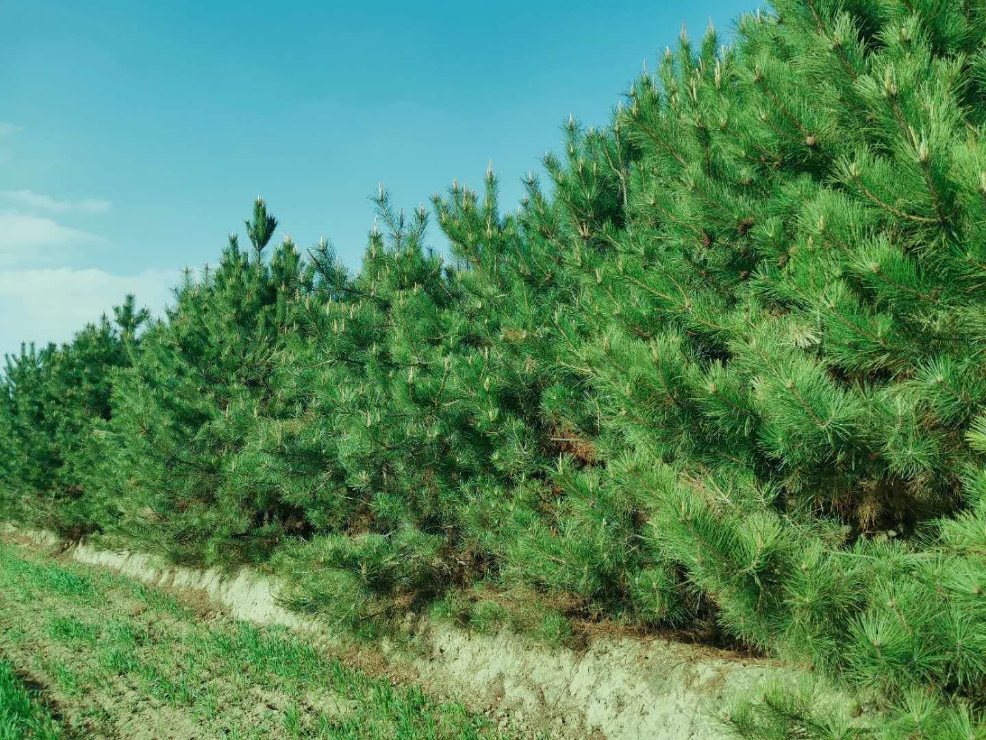油松林中散落的松果与落叶，自然生态场景