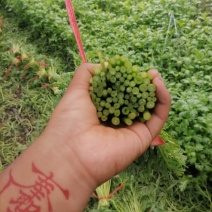 张北茼蒿