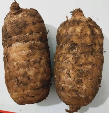 湖北宜昌天麻 新鲜天麻产地直销 零代 一代各种规格