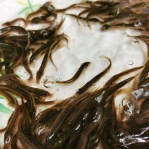 台湾泥鳅苗成品鱼淡水养殖成活率高免费技术全国发货