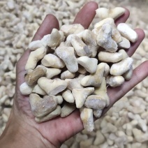 南漪湖小菱角米